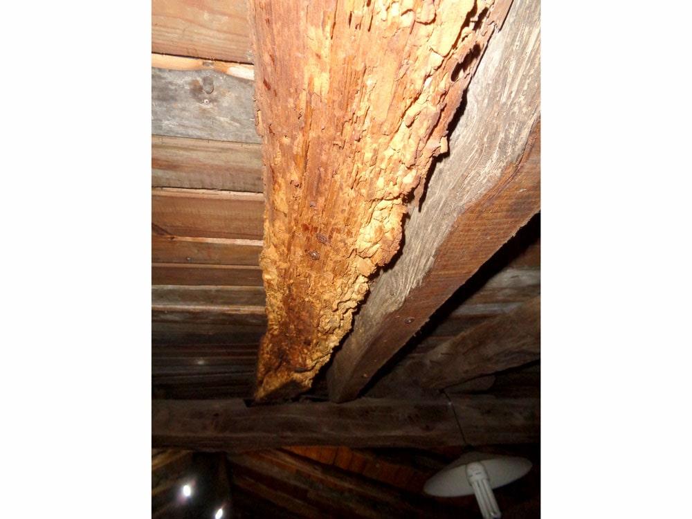 Informe patológico Erandio Bizkaia